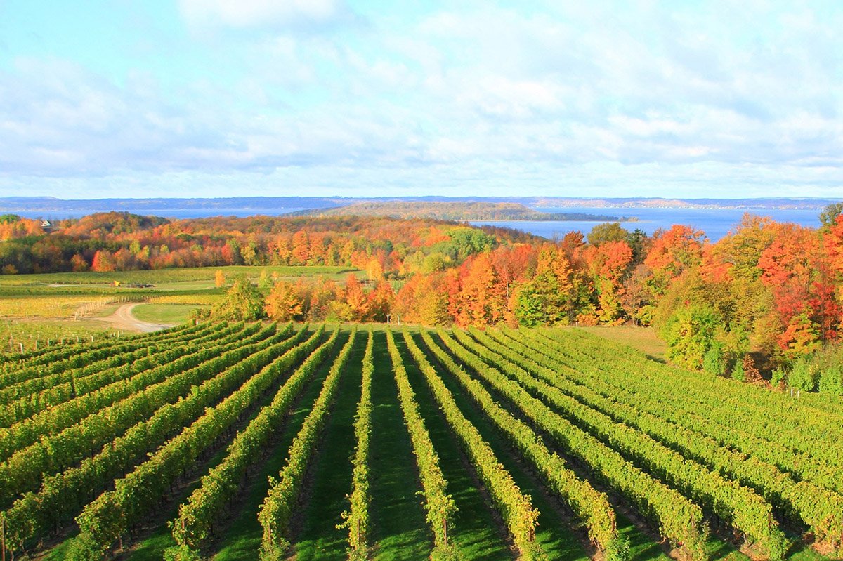 Michigan’s Wine Country: A Journey Through Tradition, Innovation, and Terroir